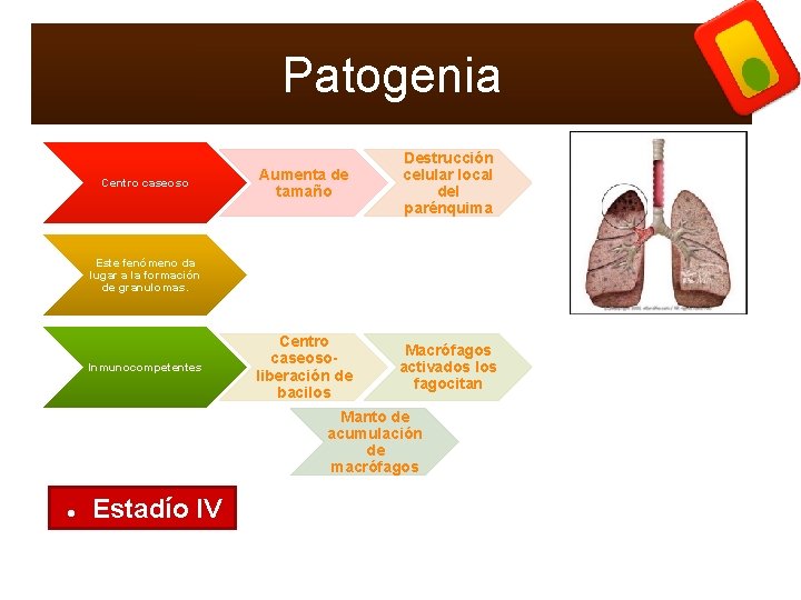 Patogenia Centro caseoso Aumenta de tamaño Destrucción celular local del parénquima Centro caseosoliberación de