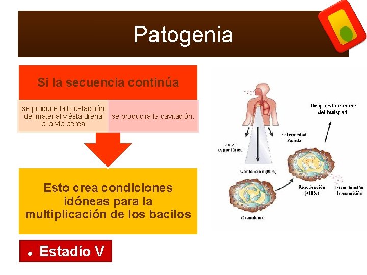 Patogenia Si la secuencia continúa se produce la licuefacción del material y ésta drena