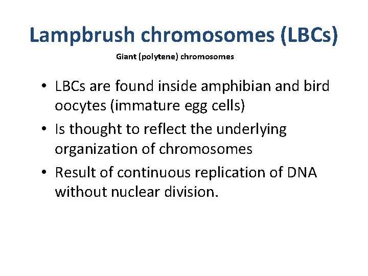 Lampbrush chromosomes (LBCs) Giant (polytene) chromosomes • LBCs are found inside amphibian and bird