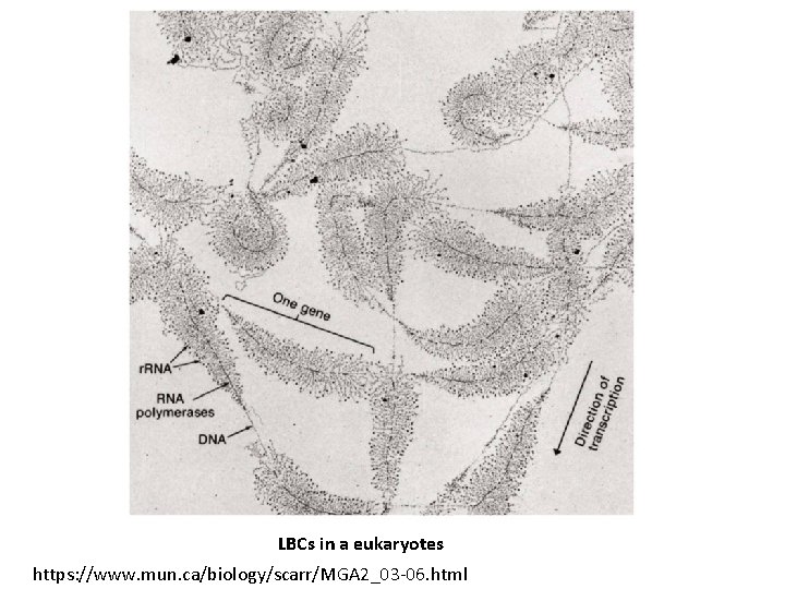 LBCs in a eukaryotes https: //www. mun. ca/biology/scarr/MGA 2_03 -06. html 