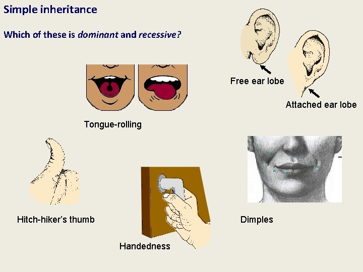 Simple inheritance Which of these is dominant and recessive? Free ear lobe Attached ear