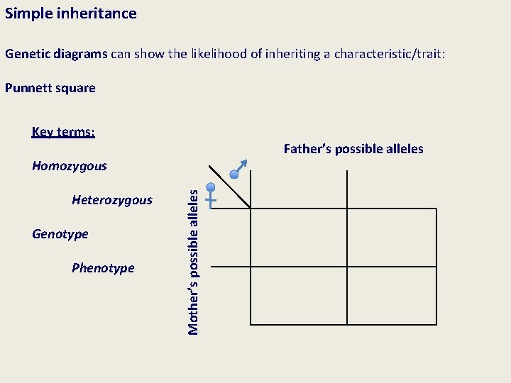 Simple inheritance Genetic diagrams can show the likelihood of inheriting a characteristic/trait: Punnett square