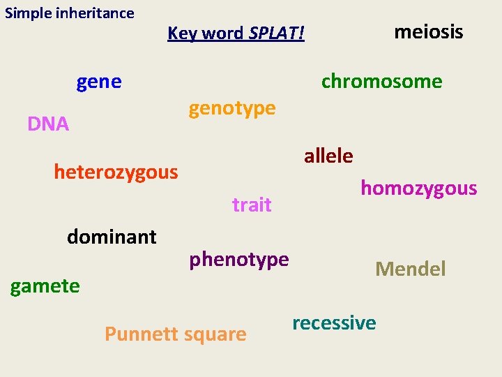 Simple inheritance gene DNA genotype trait gamete chromosome allele heterozygous dominant meiosis Key word