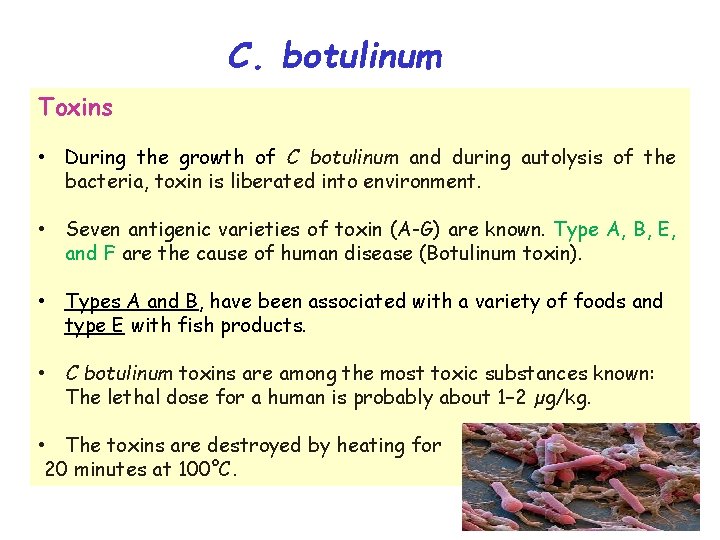 C. botulinum Toxins • During the growth of C botulinum and during autolysis of
