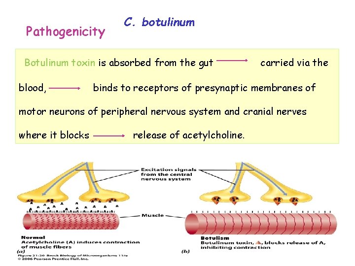 Pathogenicity C. botulinum Botulinum toxin is absorbed from the gut blood, carried via the