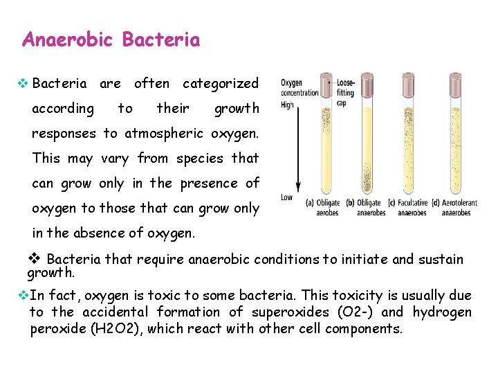 Anaerobic Bacteria v Bacteria are often categorized according to their growth responses to atmospheric