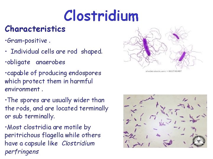 Clostridium Characteristics • Gram-positive. • Individual cells are rod shaped. • obligate anaerobes •