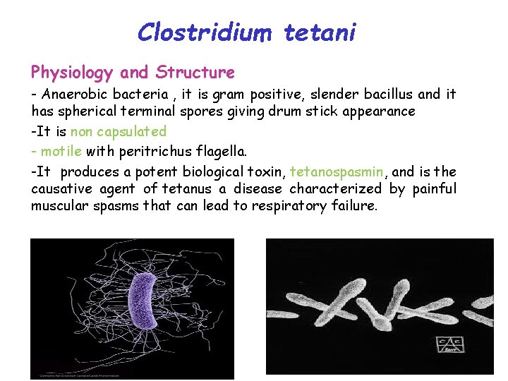 Clostridium tetani Physiology and Structure - Anaerobic bacteria , it is gram positive, slender