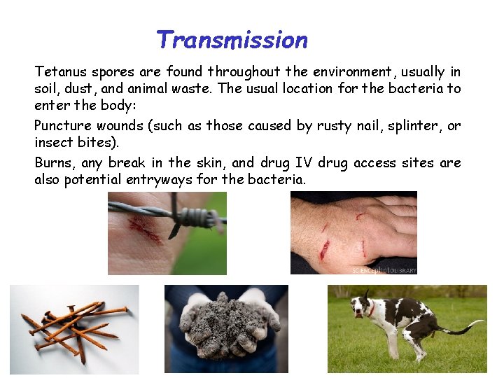 Transmission Tetanus spores are found throughout the environment, usually in soil, dust, and animal