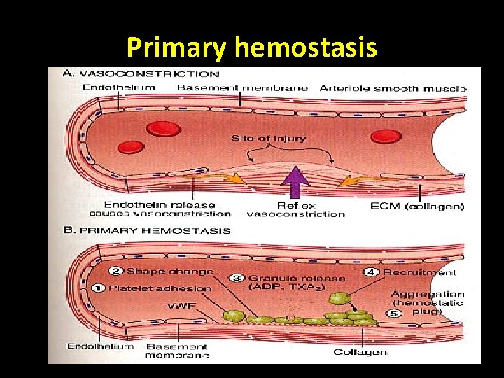 Primary hemostasis 