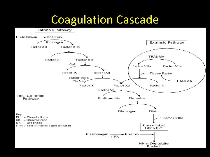 Coagulation Cascade 