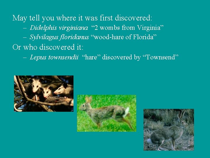 May tell you where it was first discovered: – Didelphis virginiana “ 2 wombs