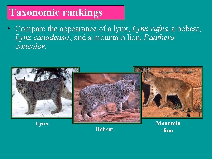 Taxonomic rankings • Compare the appearance of a lynx, Lynx rufus, a bobcat, Lynx