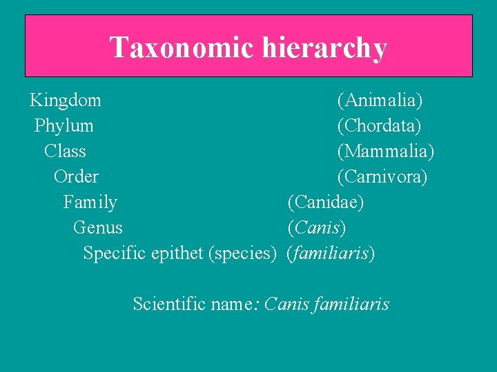 Taxonomic hierarchy Kingdom (Animalia) Phylum (Chordata) Class (Mammalia) Order (Carnivora) Family (Canidae) Genus (Canis)
