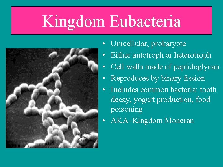 Kingdom Eubacteria • • • Unicellular, prokaryote Either autotroph or heterotroph Cell walls made