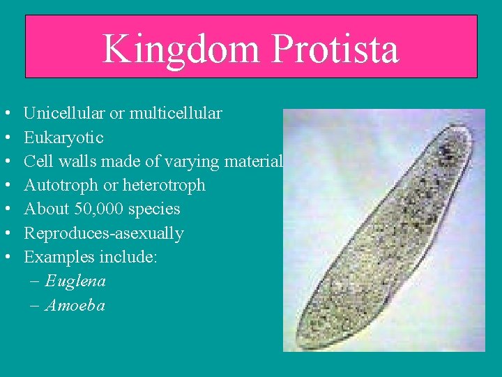 Kingdom Protista • • Unicellular or multicellular Eukaryotic Cell walls made of varying materials