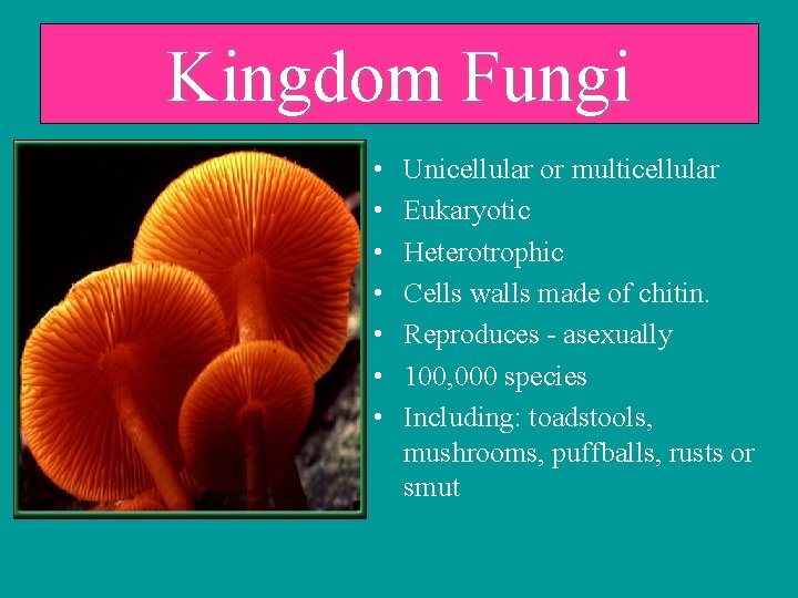 Kingdom Fungi • • Unicellular or multicellular Eukaryotic Heterotrophic Cells walls made of chitin.