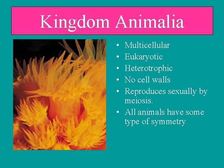 Kingdom Animalia • • • Multicellular Eukaryotic Heterotrophic No cell walls Reproduces sexually by