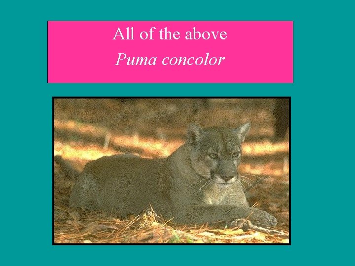 All of the above Puma concolor 