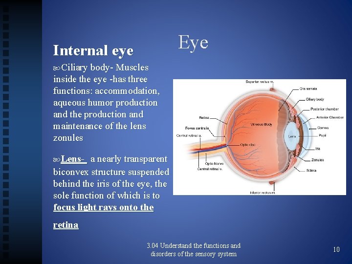 Eye Internal eye Ciliary body- Muscles inside the eye -has three functions: accommodation, aqueous