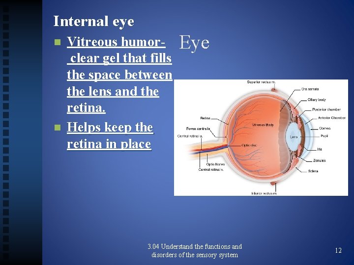 Internal eye n n Vitreous humorclear gel that fills the space between the lens