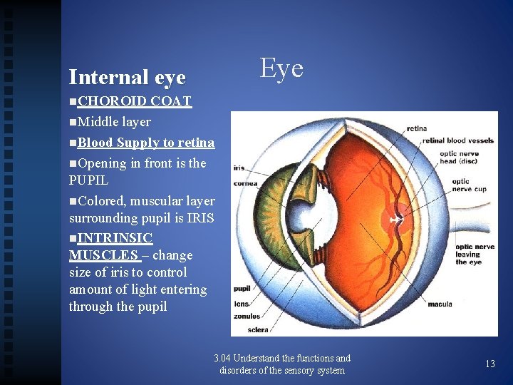Eye Internal eye n. CHOROID COAT n. Middle layer n. Blood Supply to retina