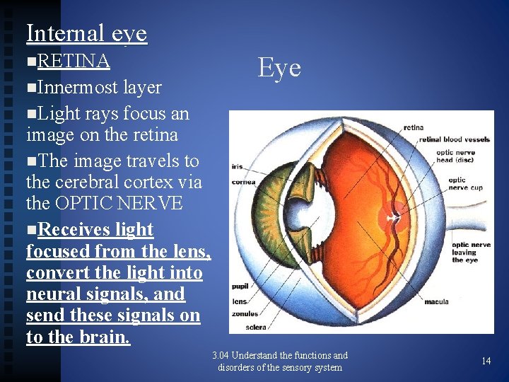Internal eye n. RETINA n. Innermost layer n. Light rays focus an image on