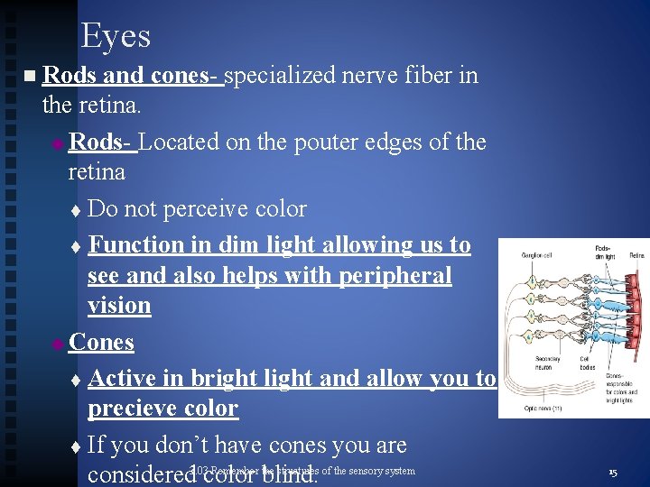 Eyes n Rods and cones- specialized nerve fiber in the retina. u Rods- Located