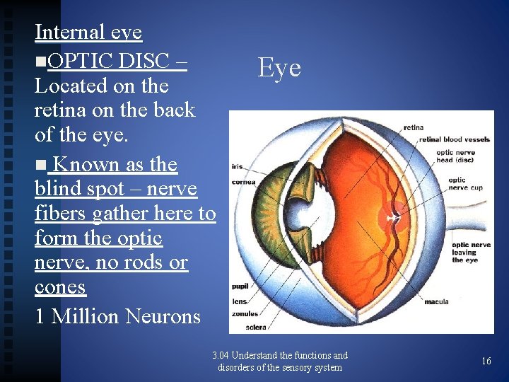 Internal eye n. OPTIC DISC – Located on the retina on the back of