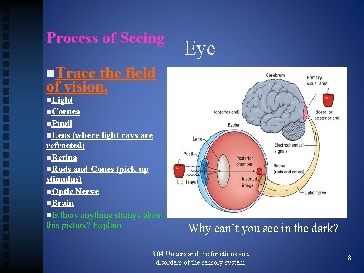 Process of Seeing Eye n. Trace the field of vision. n. Light n. Cornea
