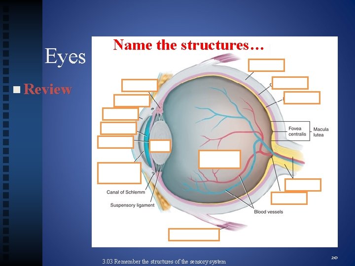 Eyes Name the structures… n Review 3. 03 Remember the structures of the sensory