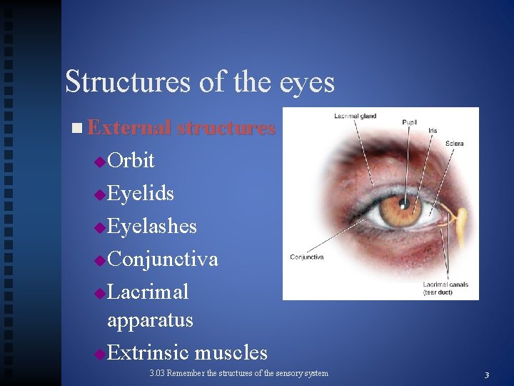 Structures of the eyes n External structures Orbit u. Eyelids u. Eyelashes u. Conjunctiva