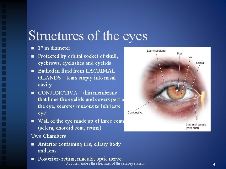 Structures of the eyes 1” in diameter n Protected by orbital socket of skull,