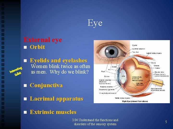 Eye External eye n Orbit n Eyelids and eyelashes n Conjunctiva n Lacrimal apparatus