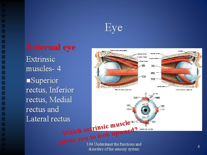Eye External eye Extrinsic muscles- 4 n. Superior rectus, Inferior rectus, Medial rectus and
