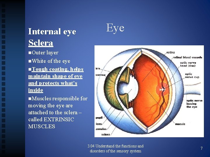 Internal eye Sclera Eye n. Outer layer n. White of the eye n. Tough