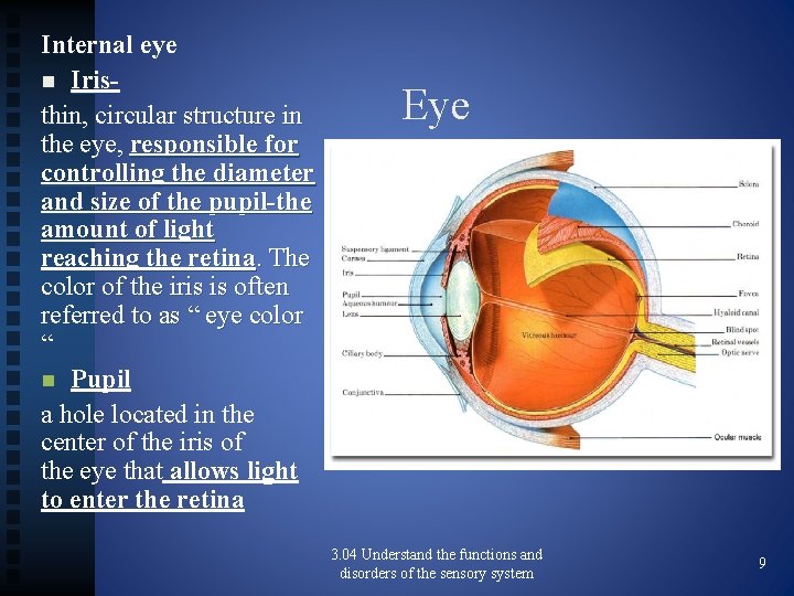Internal eye n Iristhin, circular structure in the eye, responsible for controlling the diameter