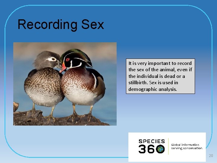 Recording Sex It is very important to record the sex of the animal, even