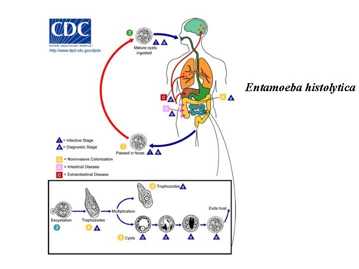 Entamoeba histolytica 