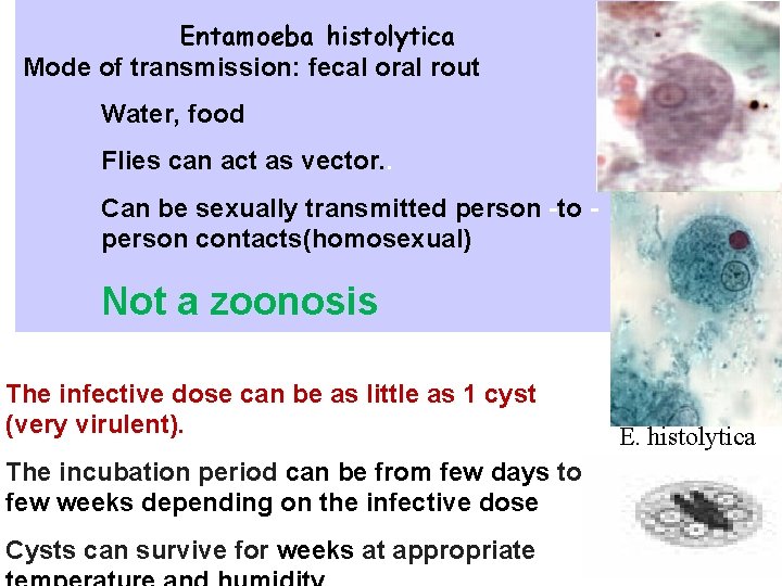 Entamoeba histolytica Mode of transmission: fecal oral rout Water, food Flies can act as