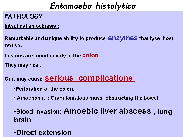 Entamoeba histolytica PATHOLOGY Intsetinal amoebiasis : Remarkable and unique ability to produce issues. enzymes