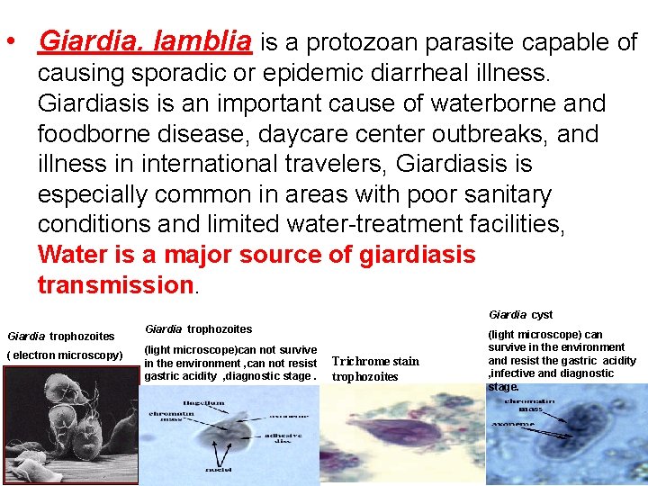  • Giardia. lamblia is a protozoan parasite capable of causing sporadic or epidemic