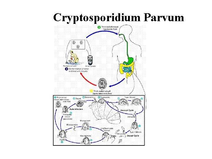 Cryptosporidium Parvum 