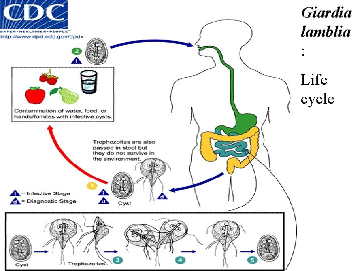 Giardia lamblia : Life cycle 