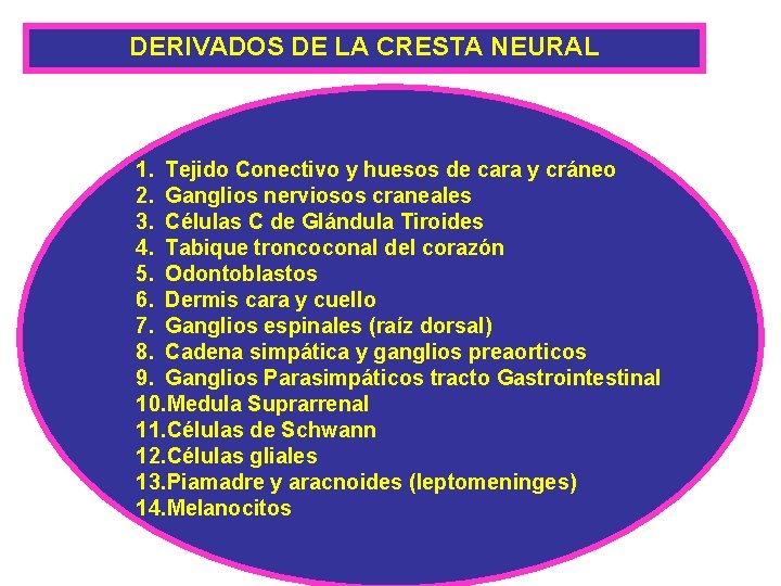 DERIVADOS DE LA CRESTA NEURAL 1. Tejido Conectivo y huesos de cara y cráneo