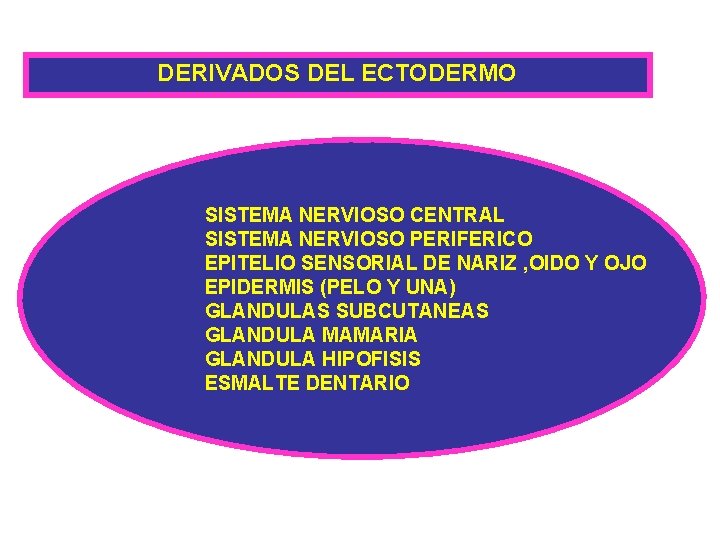 DERIVADOS DEL ECTODERMO SISTEMA NERVIOSO CENTRAL SISTEMA NERVIOSO PERIFERICO EPITELIO SENSORIAL DE NARIZ ,