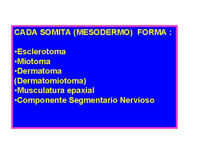 CADA SOMITA (MESODERMO) FORMA : • Esclerotoma • Miotoma • Dermatoma (Dermatomiotoma) • Musculatura