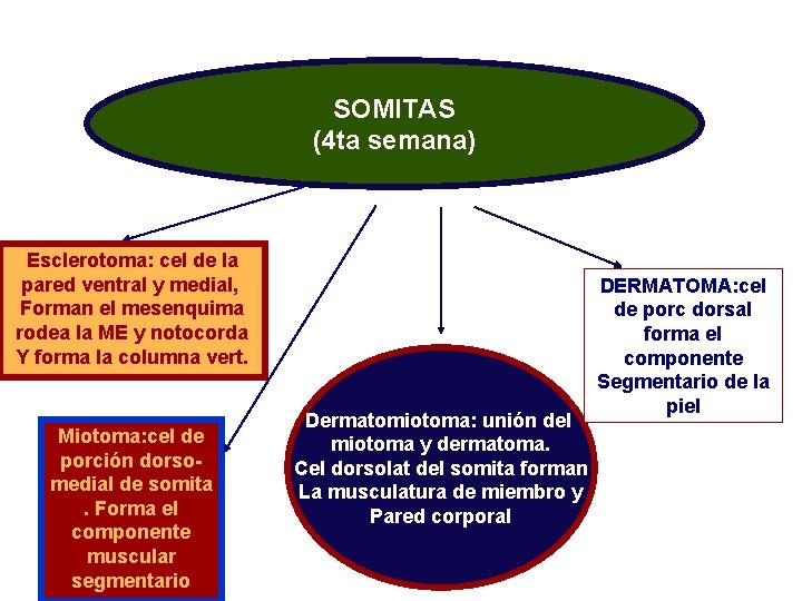 SOMITAS (4 ta semana) Esclerotoma: cel de la pared ventral y medial, Forman el
