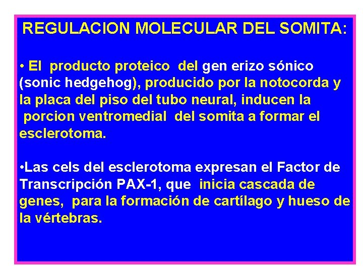 REGULACION MOLECULAR DEL SOMITA: • El producto proteico del gen erizo sónico (sonic hedgehog),