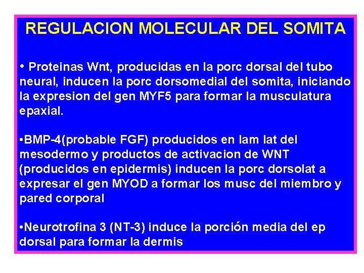 REGULACION MOLECULAR DEL SOMITA • Proteinas Wnt, producidas en la porc dorsal del tubo